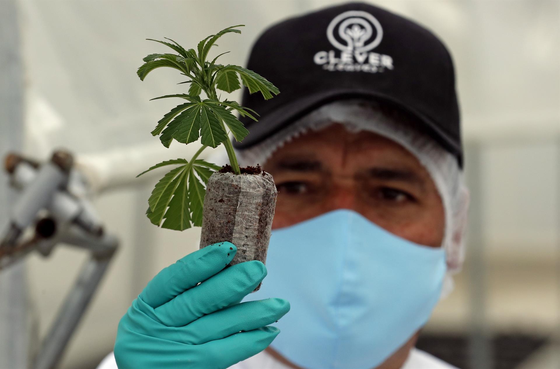 Un trabajador muestra un esqueje de cannabis en el vivero de la empresa.
