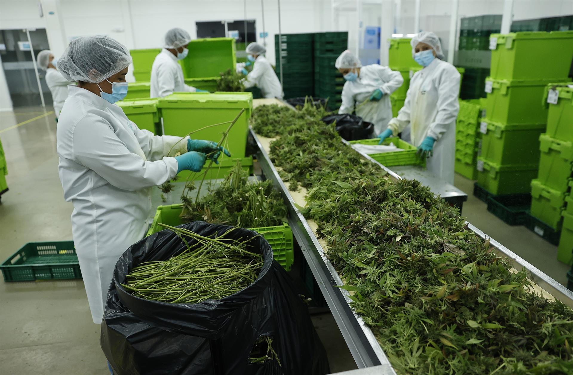  Trabajadoras procesan plantas de cannabis en el vivero.