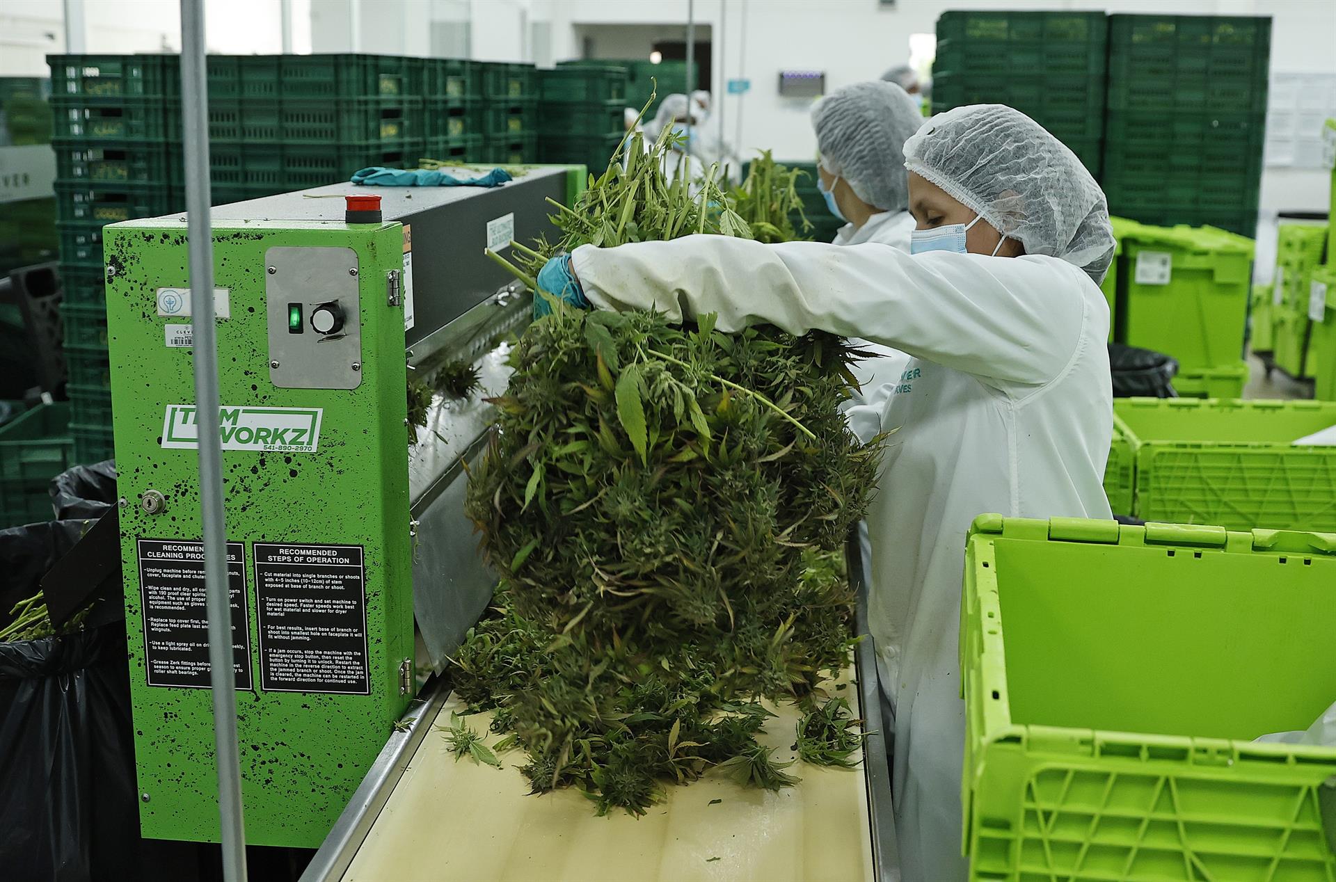 Trabajadoras procesan plantas de cannabis en el vivero de la empresa Clever Leaves, en Pesca, departamento de Boyacá.