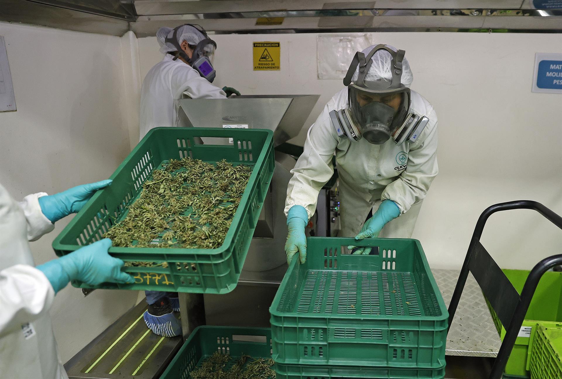  Trabajadoras procesan cogollos de cannabis.