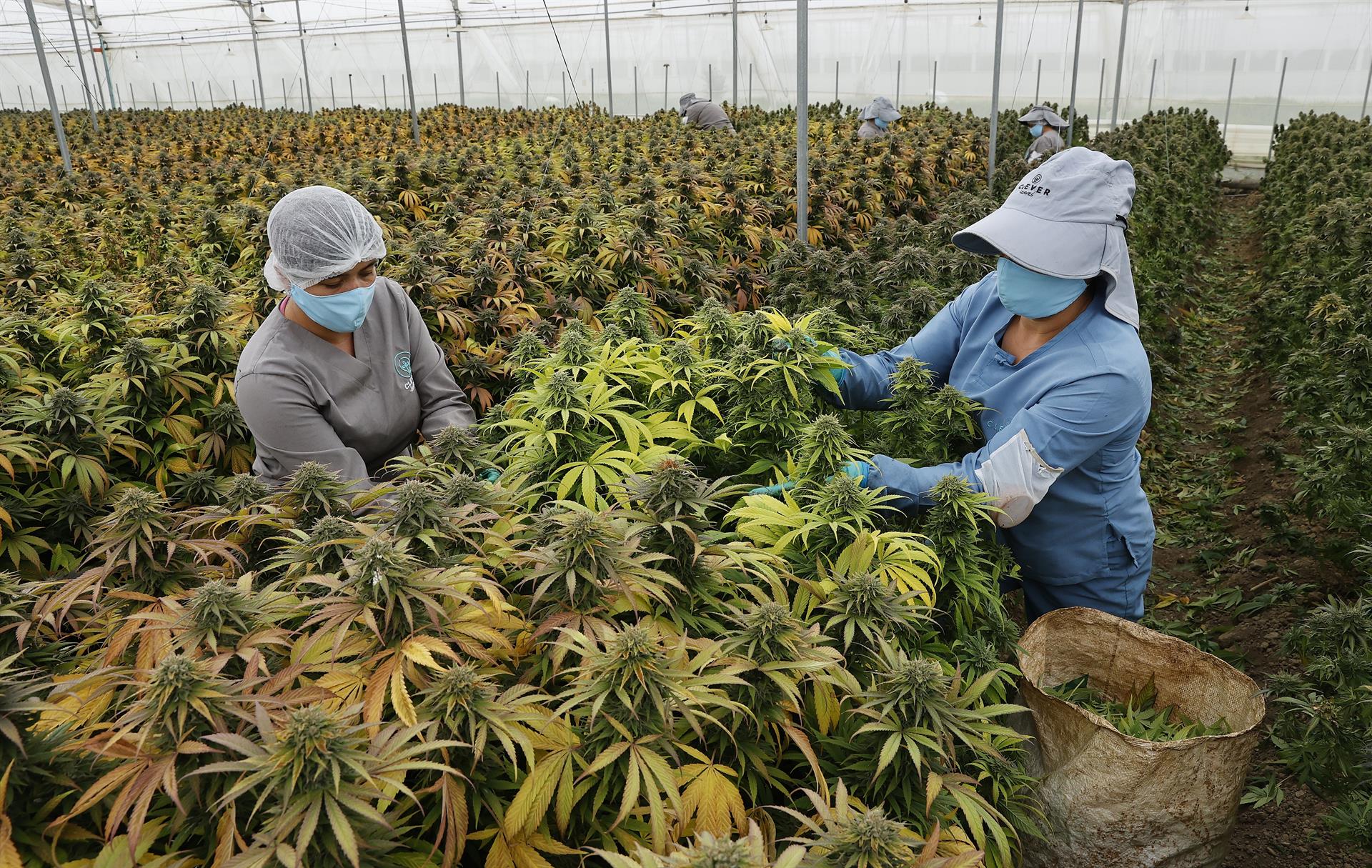 Trabajadoras cosechan flores de cannabis en el vivero de la empresa Clever Leaves.