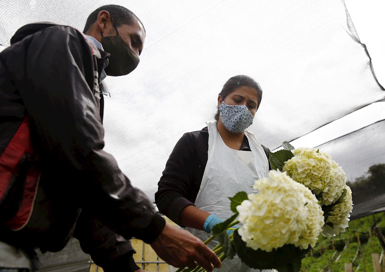 Campesinos colombianos coquetean con sus hortensias en mercado  internacional | ZONA CERO