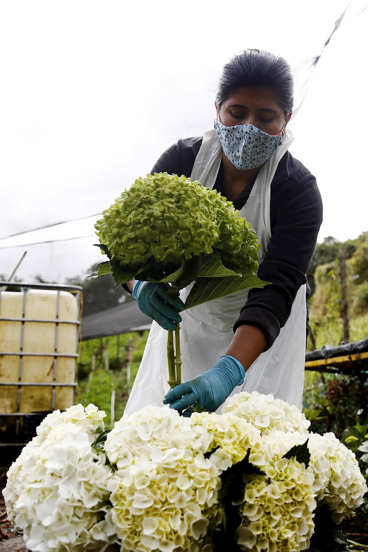 Campesinos colombianos coquetean con sus hortensias en mercado  internacional | ZONA CERO