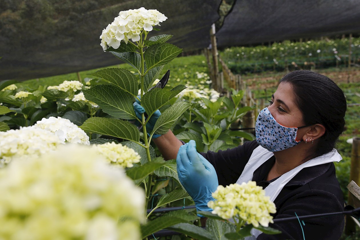 Campesinos colombianos coquetean con sus hortensias en mercado  internacional | ZONA CERO