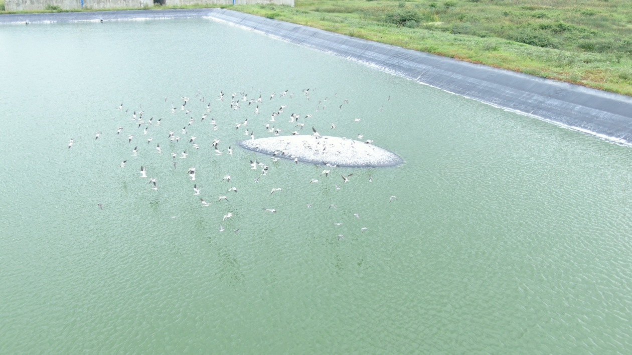 Una bandada de aves acuáticas revolotea cerca de una de las 'ballenas' en la PTAR La Milagrosa.