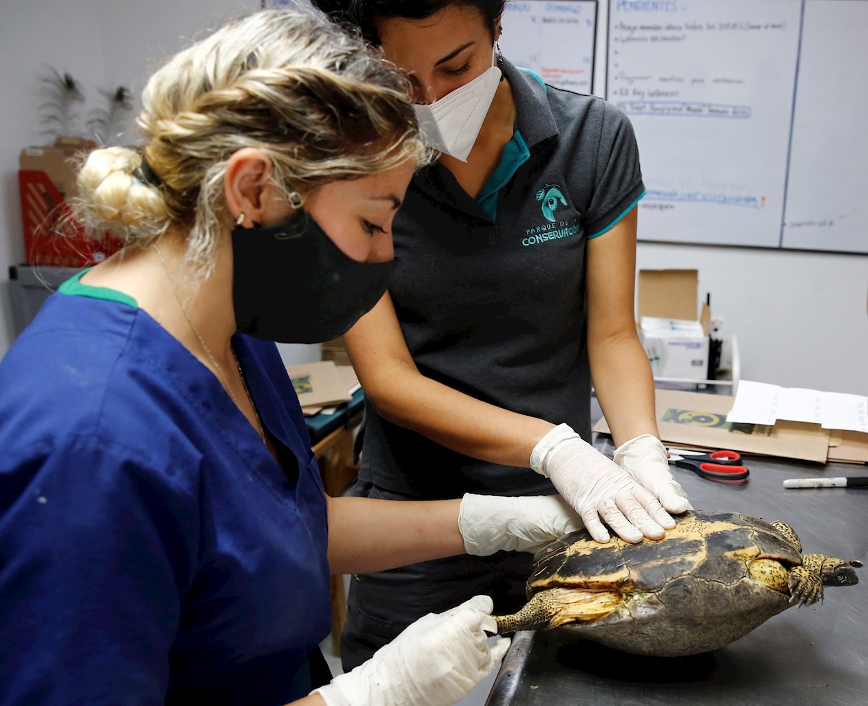 Más de 100 tortugas son sometidas en Medellín a valoraciones médicas y biológicas por expertos del Parque de la Conservación para determinar si son aptas para su liberación.