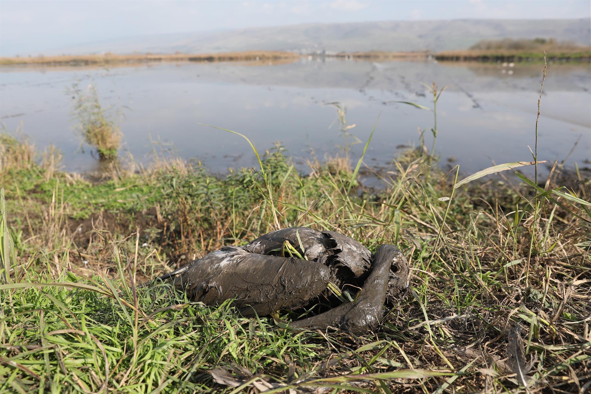 Muerte de grullas por gripe aviar en reserva natural de Israel.