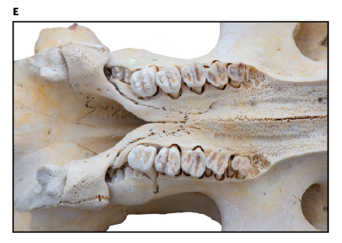 Comparación entre mandíbulas de manatíes actuales y de fósiles.