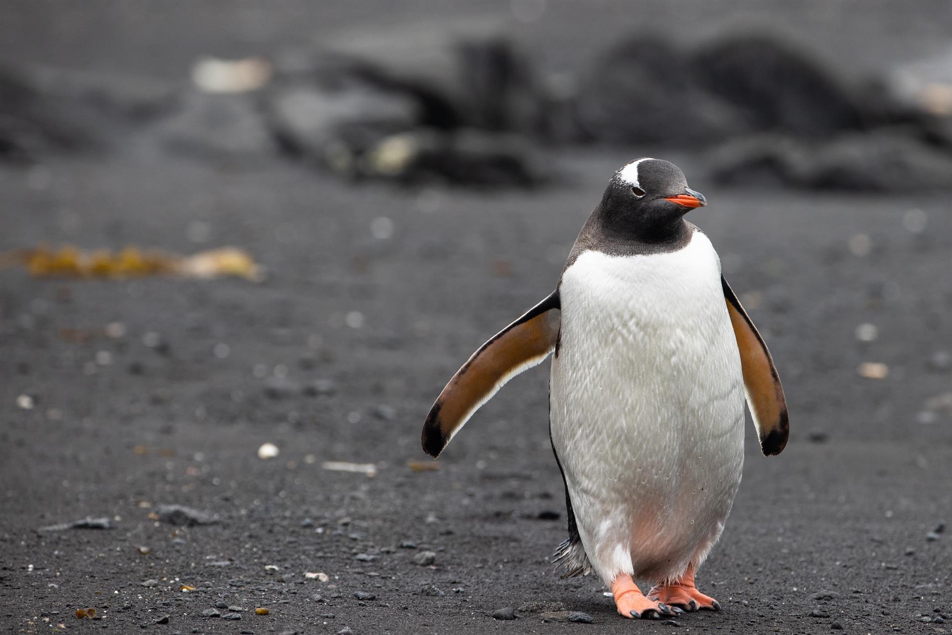 Un pinguino en la Antártida. 