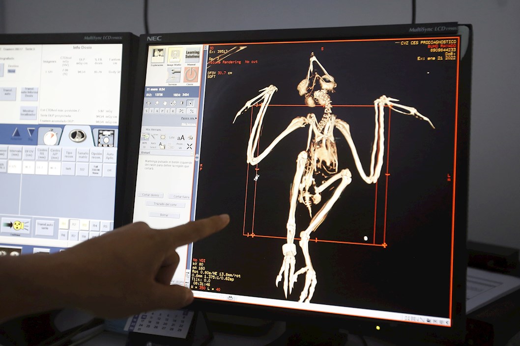 Un tecnólogo en imágenes diagnósticas observa una tomografía axial computarizada a un búho rayado (asio clamator) hoy, en el Centro de Veterinaria y Zootecnia de la Universidad CES en Medellín (Colombia). 