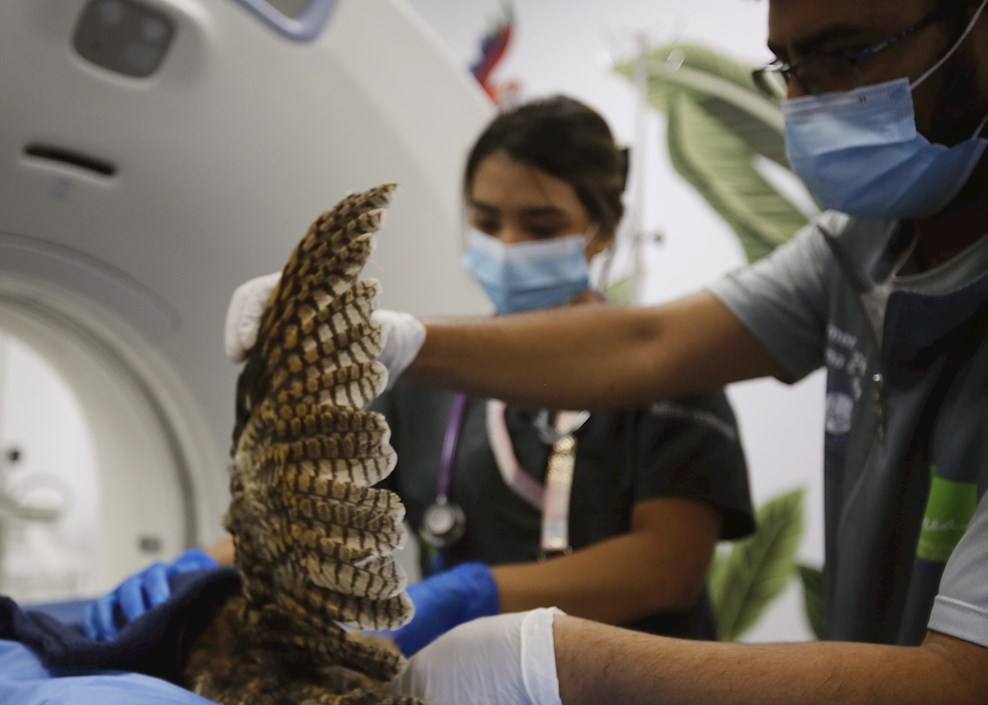 Médicos veterinarios preparan a un búho rayado (asio clamator) para una tomografía axial computarizada hoy, en el Centro de Veterinaria y Zootecnia de la Universidad CES en Medellín (Colombia).