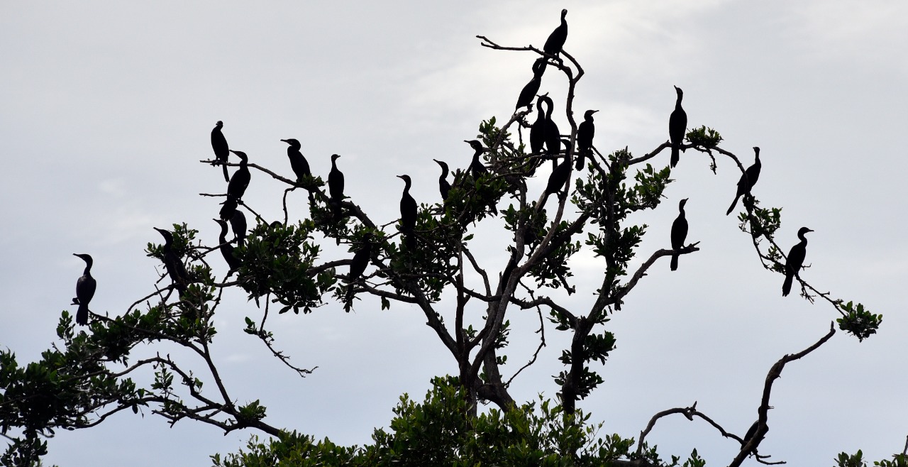 Patos cuervos en lo alto de un mangle.