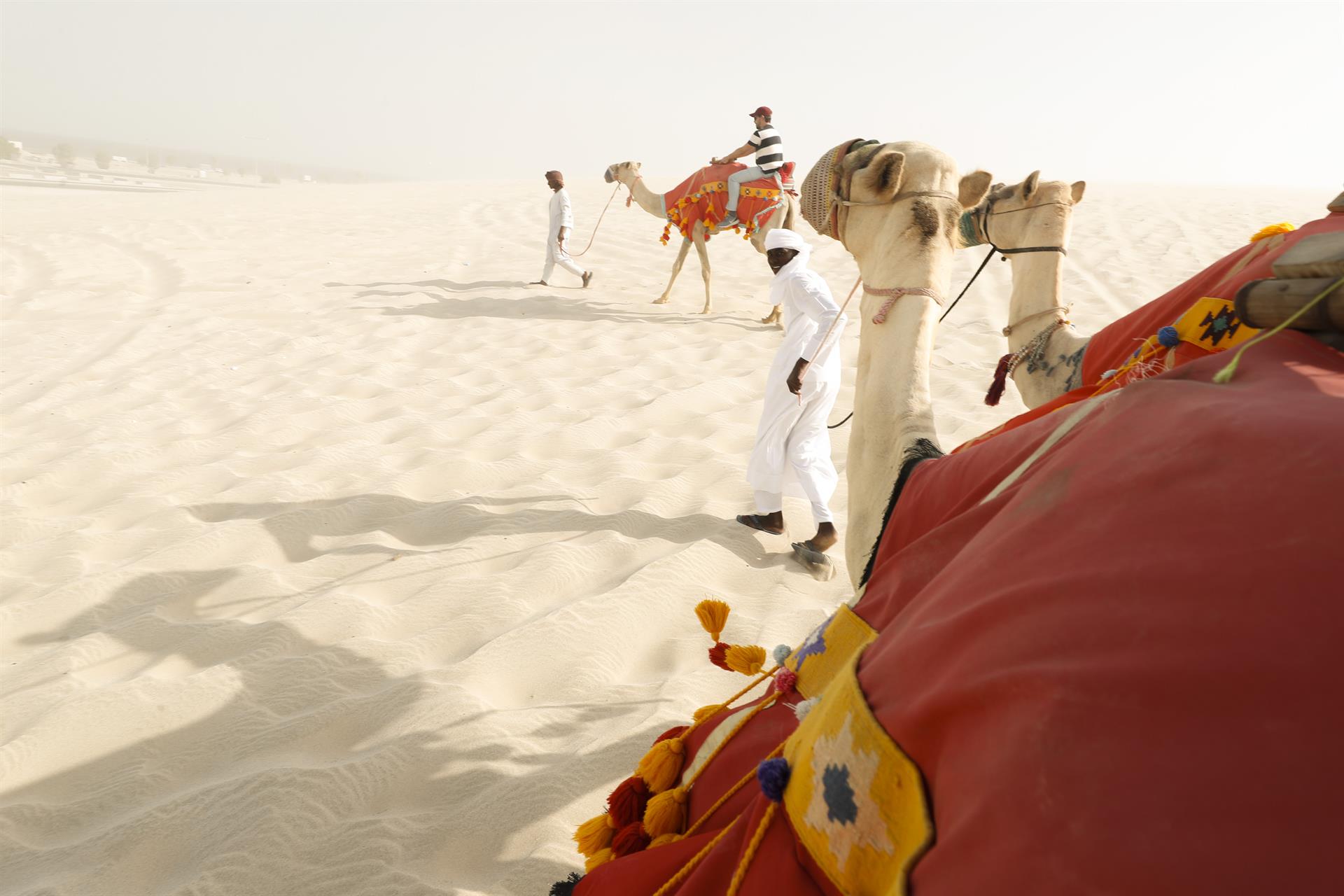 Turistas en una ruta en camello en el desierto de Catar.