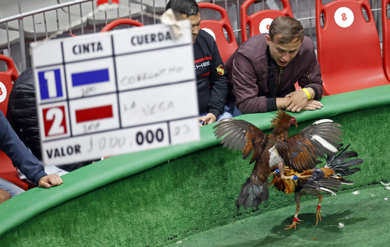 La batalla por la prohibición de las peleas de gallos en Colombia ZONA CERO