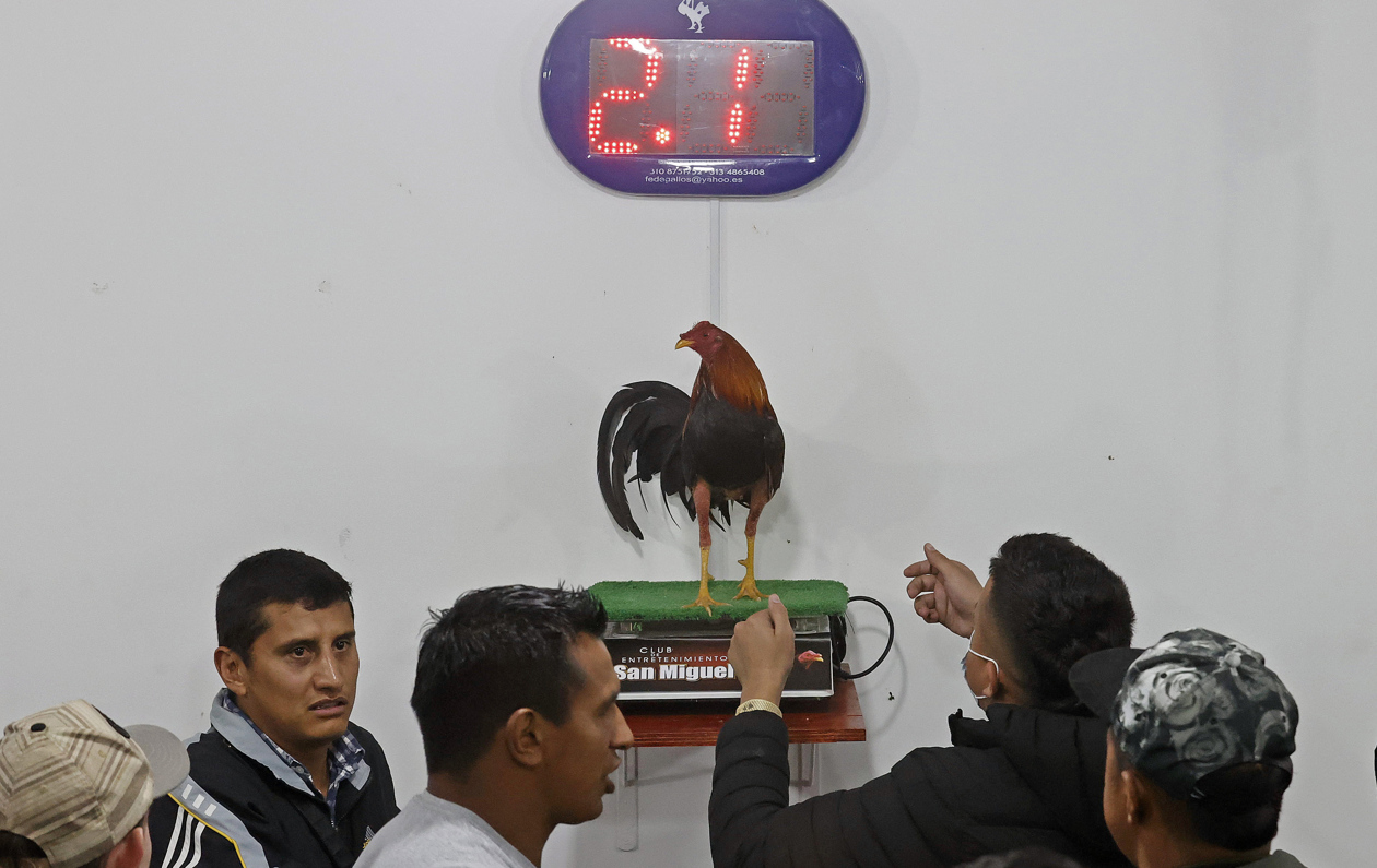 La batalla por la prohibición de las peleas de gallos en Colombia ZONA CERO