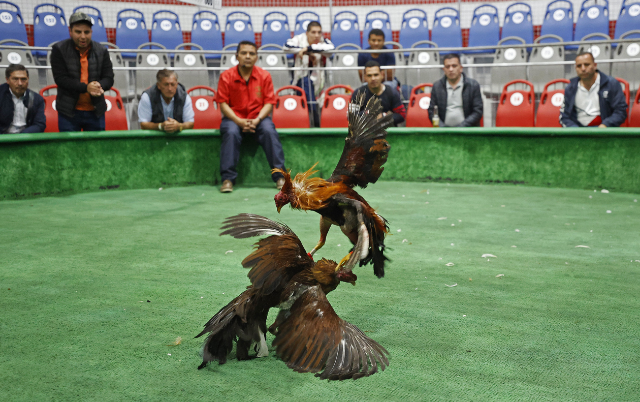 Pelea de gallos en Bogotá.