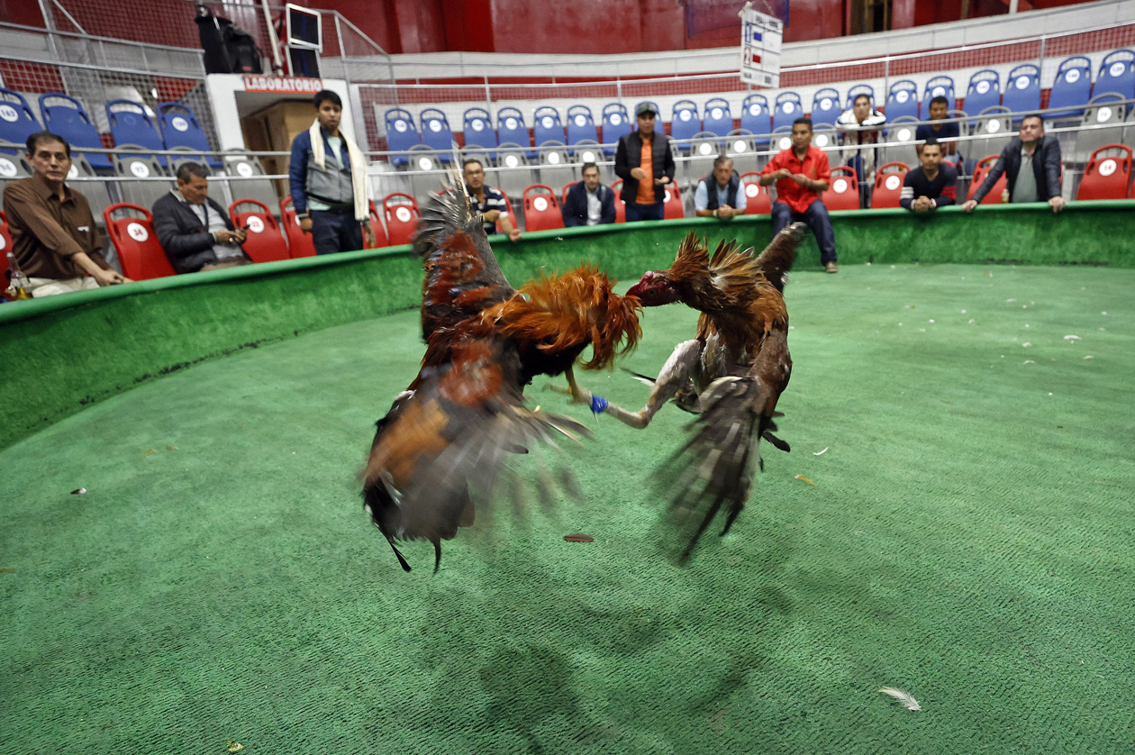 Pelea de gallos en Bogotá.