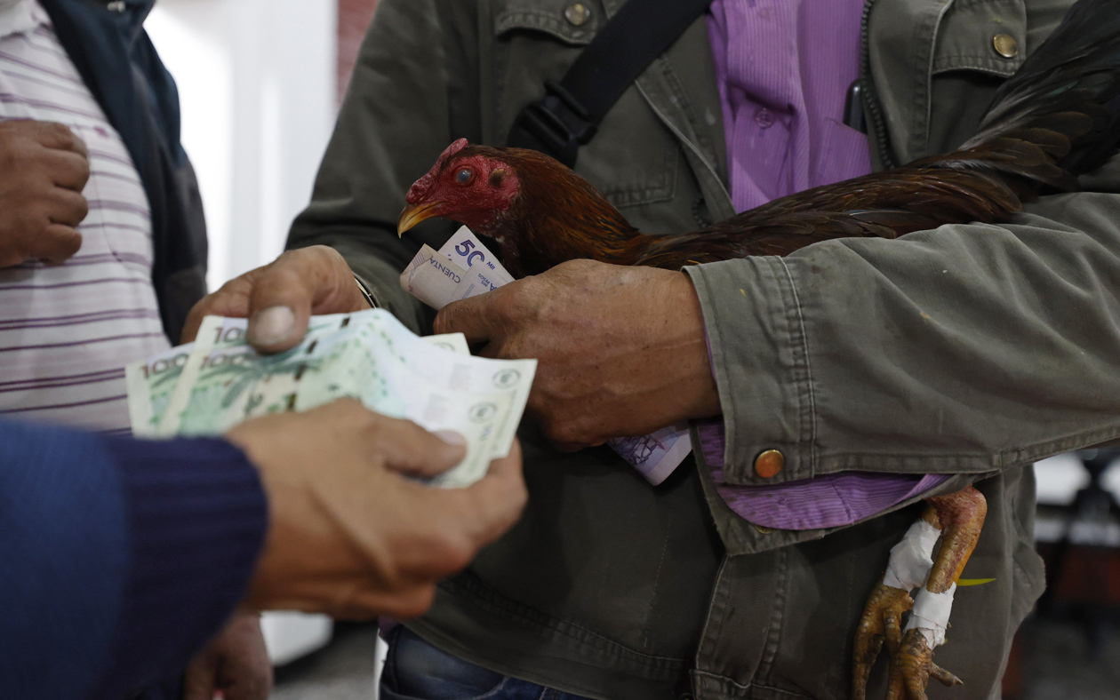 Pelea de gallos en Bogotá.