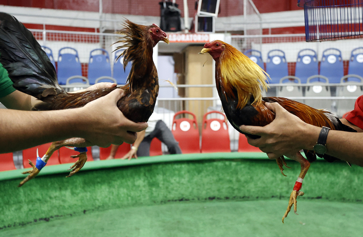 Pelea de gallos en Bogotá.