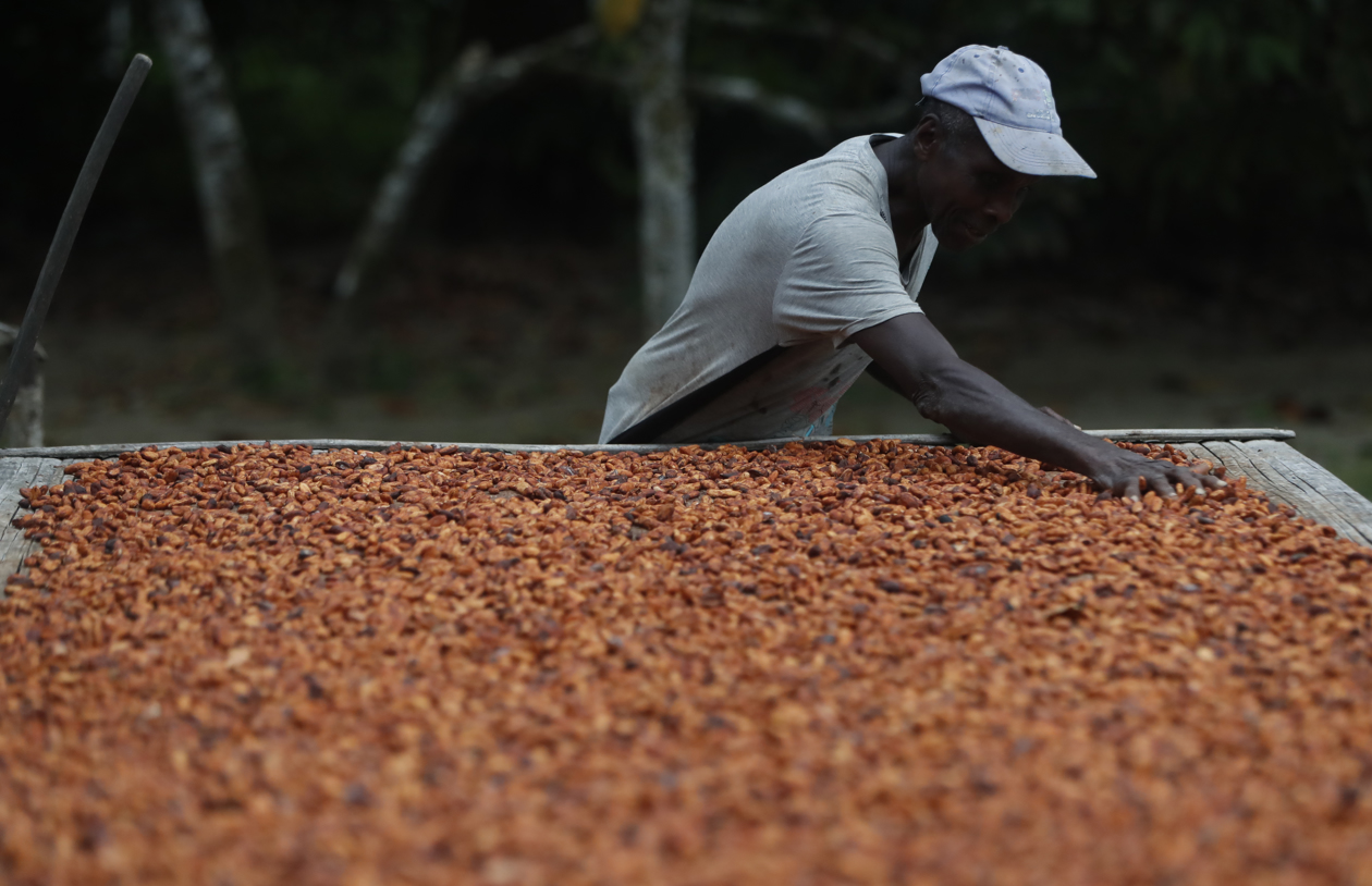 Cultivo de cacao.