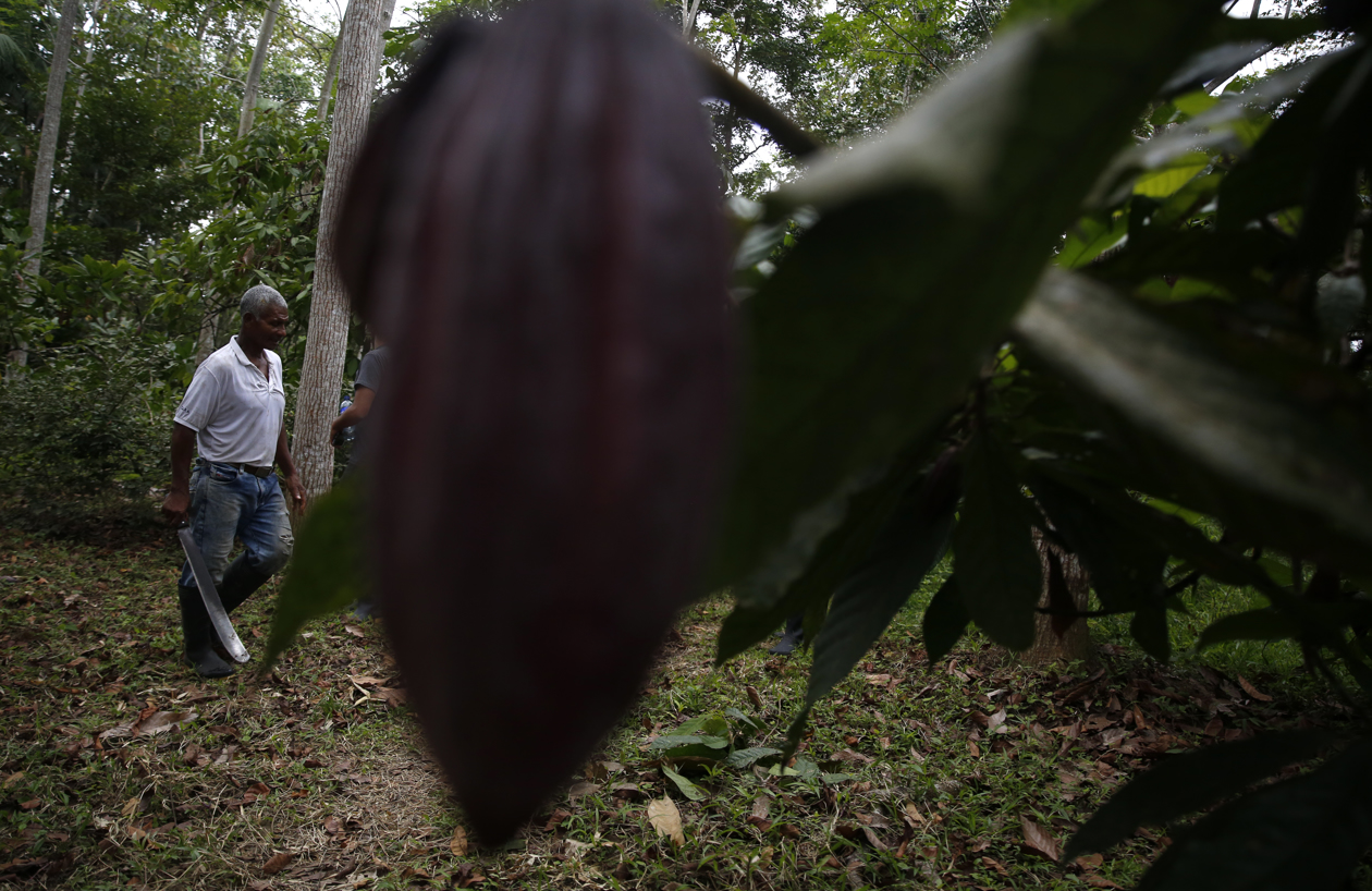 Cultivo de cacao.