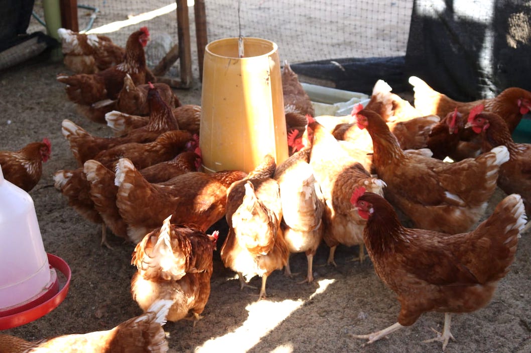Alimentación de las gallinas en los galpones.