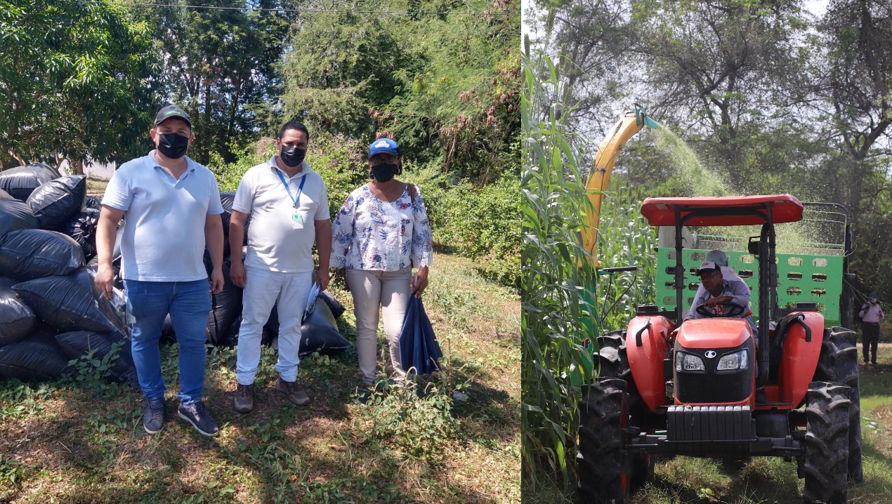 AGROSAVIA y el Ministerio de Agricultura y Desarrollo Rural entregaron 24 toneladas de silo de sorgo y maíz a productores de Campo de la Cruz para enfrentar la época de sequía.
