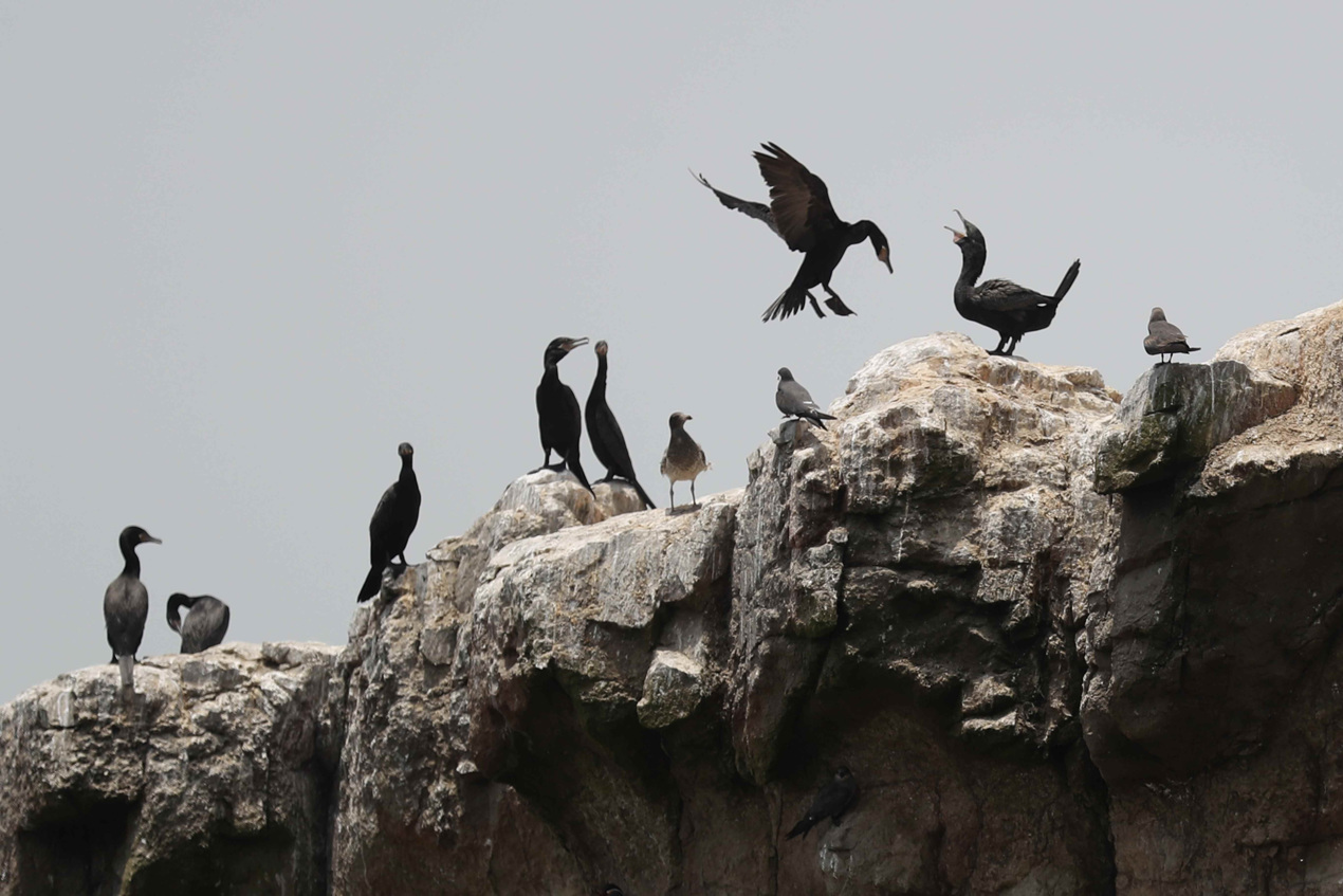 Cormoranes posan sobre rocas, hoy en la playa Cavero en el distrito de Ventanilla en Lima (Perú). 