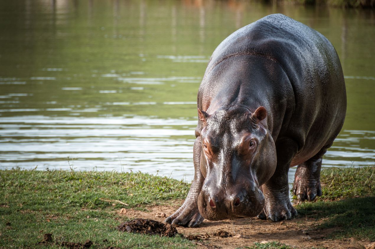 El hipopótamo común es nativo de África subsahariana y sus ataques son fatales.