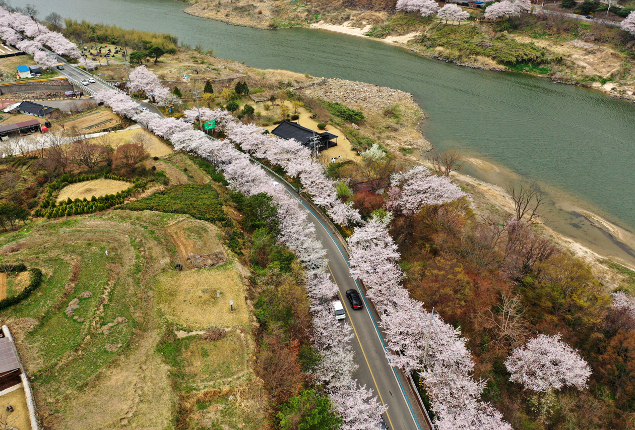 Flores de cerezo crean un túnel escénico en una carretera de cuatro kilómetros a lo largo del río Seomjin entre los condados sureños de Hadong y Gurye, a unos 422 kilómetros al sur de Seúl, Corea del Sur.