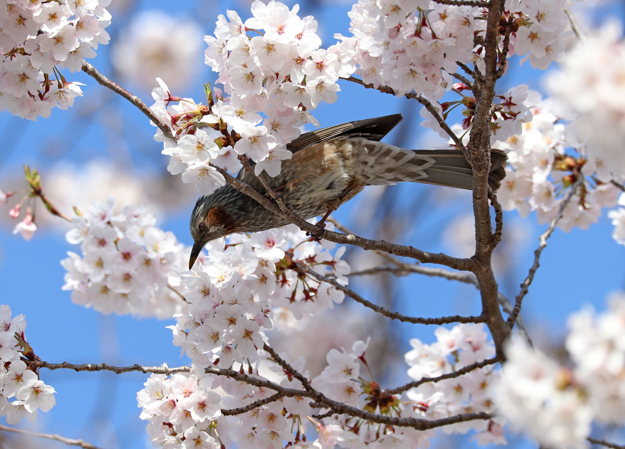 El pájaro se posa en una rama de un cerezo en flor en la ciudad costera oriental de Gangneung, Corea del Sur.