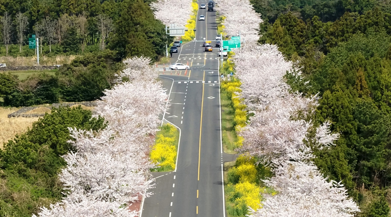 Hermoso paisaje de primavera que dan los cerezos en Corea del Sur.