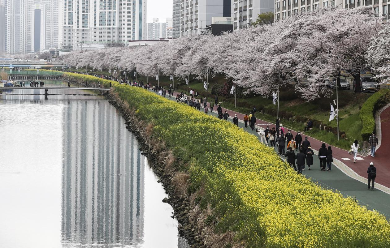 La gente camina bajo los cerezos en flor a lo largo del arroyo Oncheon en Busan, Corea del Sur.
