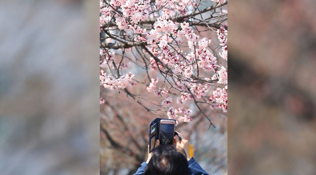 Una joven toma una fotografía en un recorrido por un parque lleno de cerezos.