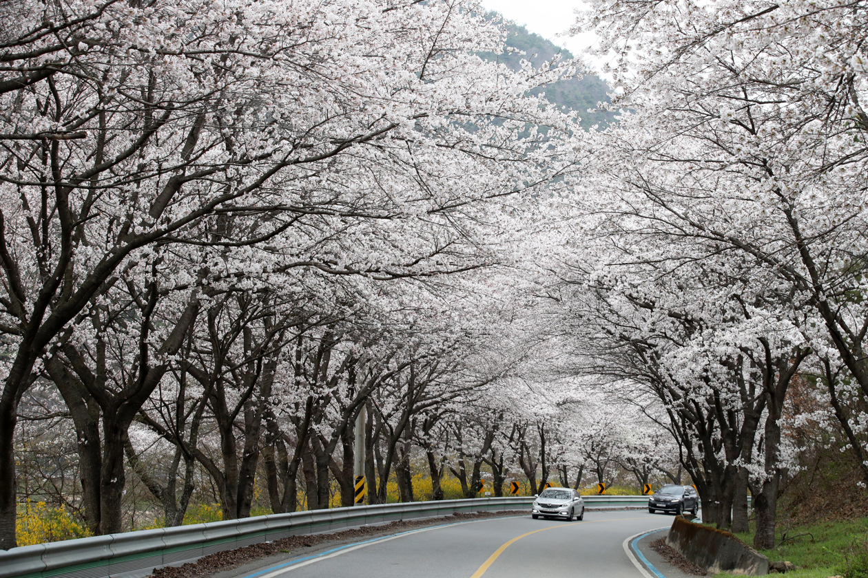 El paisaje que anuncia que llegó la primavera en Corea del Sur.