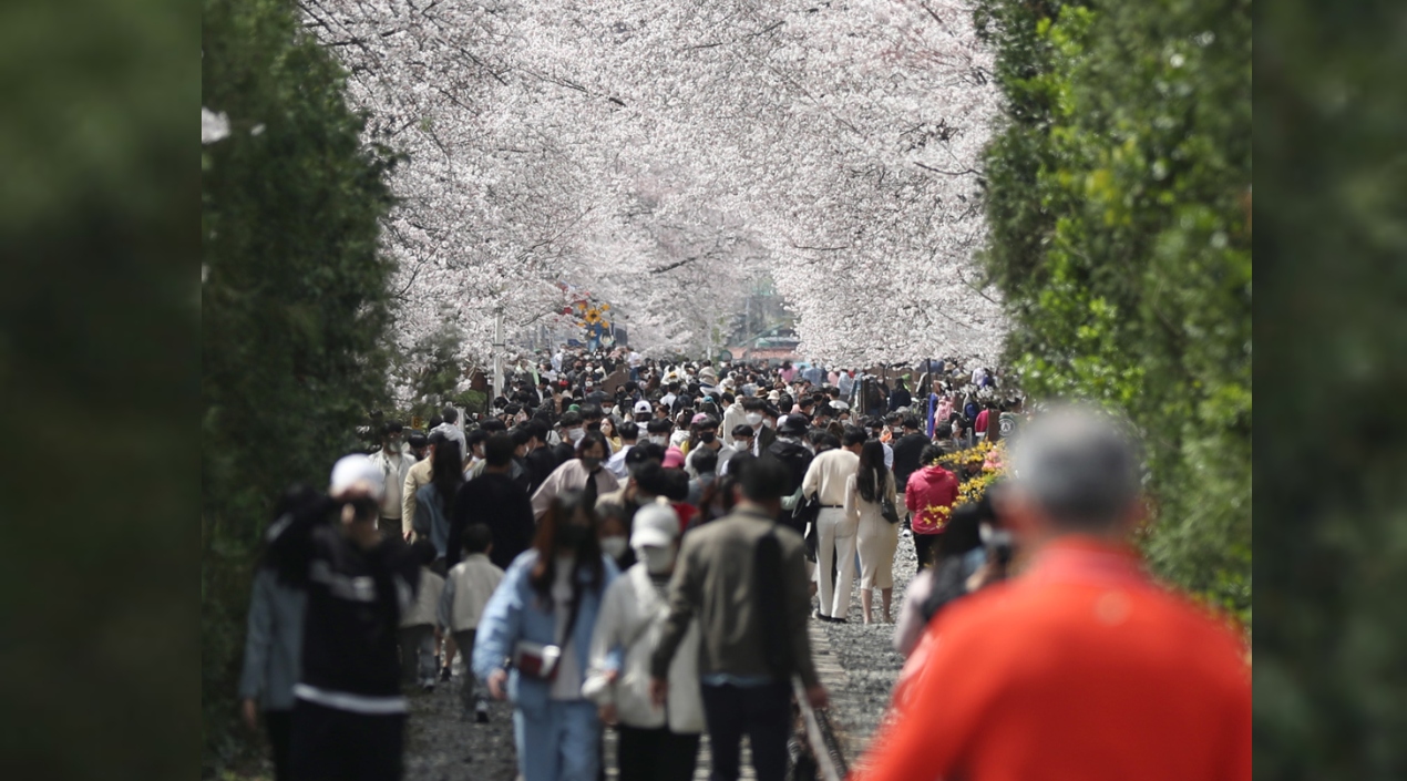 La gente visita el parque de la estación Gyeonghwa, uno de los mejores lugares para ver los cerezos en flor, en Changwon, Corea del Sur.
