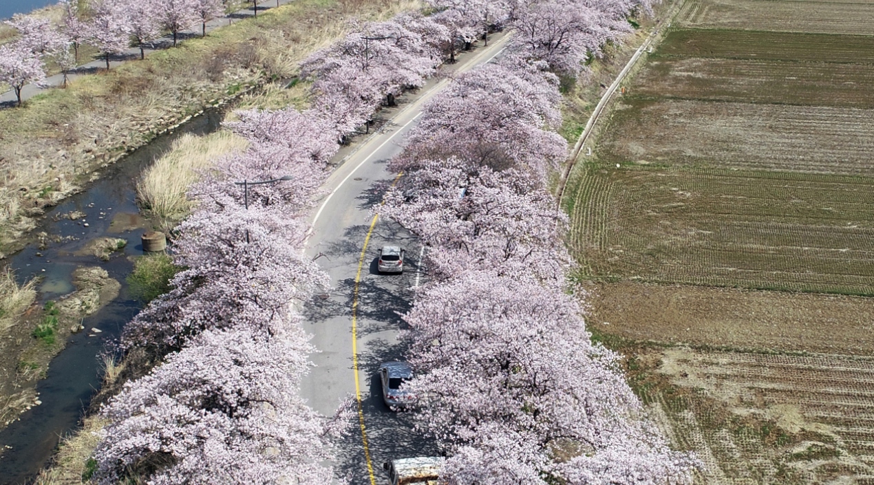 Cerezos en flor a lo largo de una carretera en Corea del Sur.