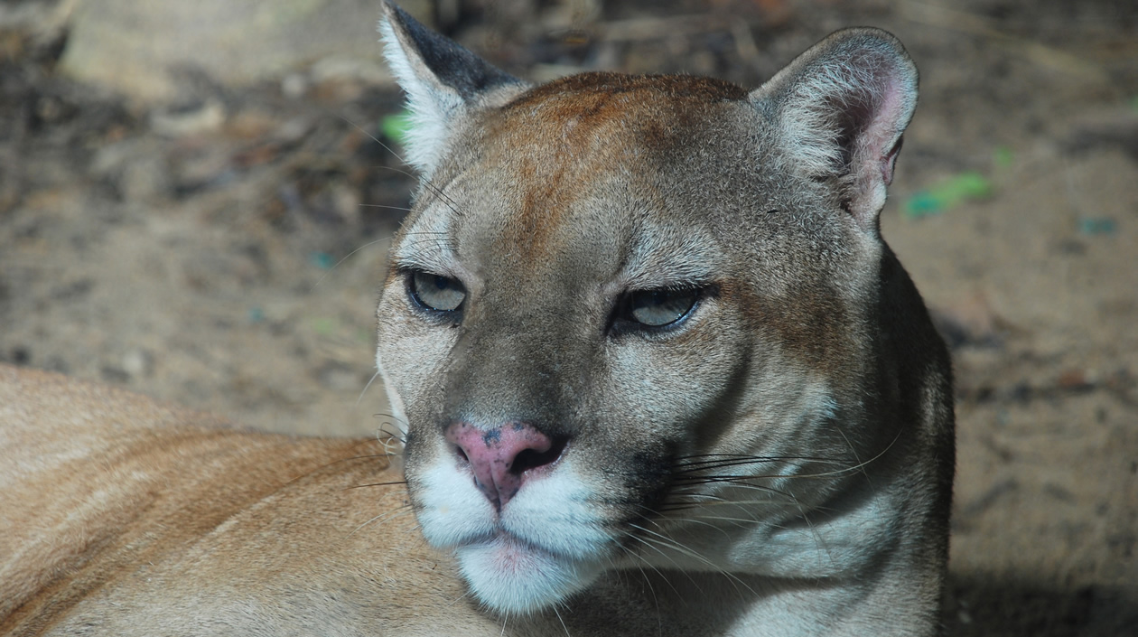 El Puma del Zoológico de Barranquilla