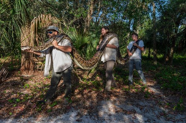 Atrapan serpiente pitón de 5.5 metros de largo