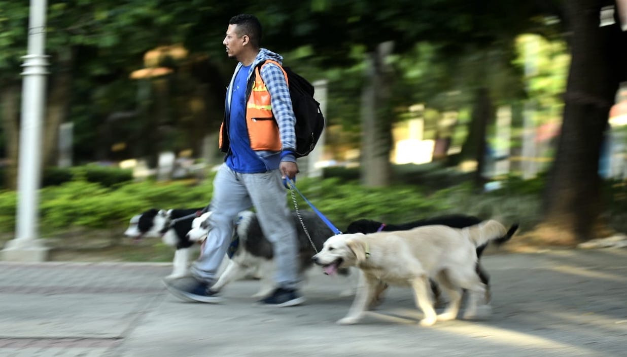 Un ciudadano paseando a sus mascotas.