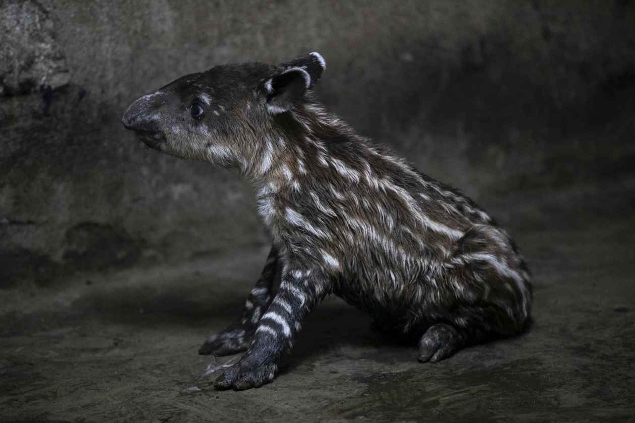 Nace pareja de tapires, en peligro de extinción, en Nicaragua.