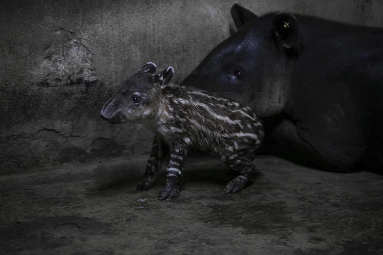 Nace pareja de tapires, en peligro de extinción, en Nicaragua.