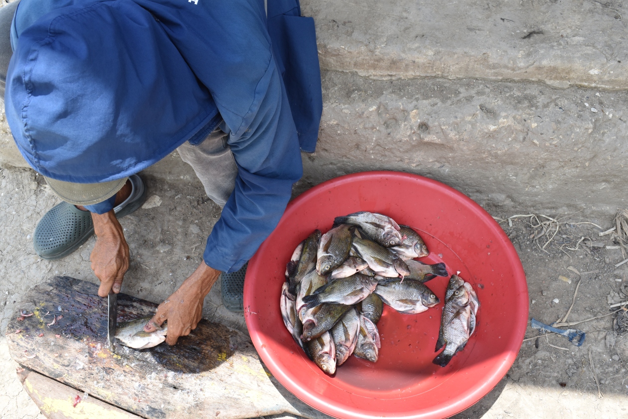 La pesca en la ciénaga de Mesolandia es escasa y de tallas pequeñas.