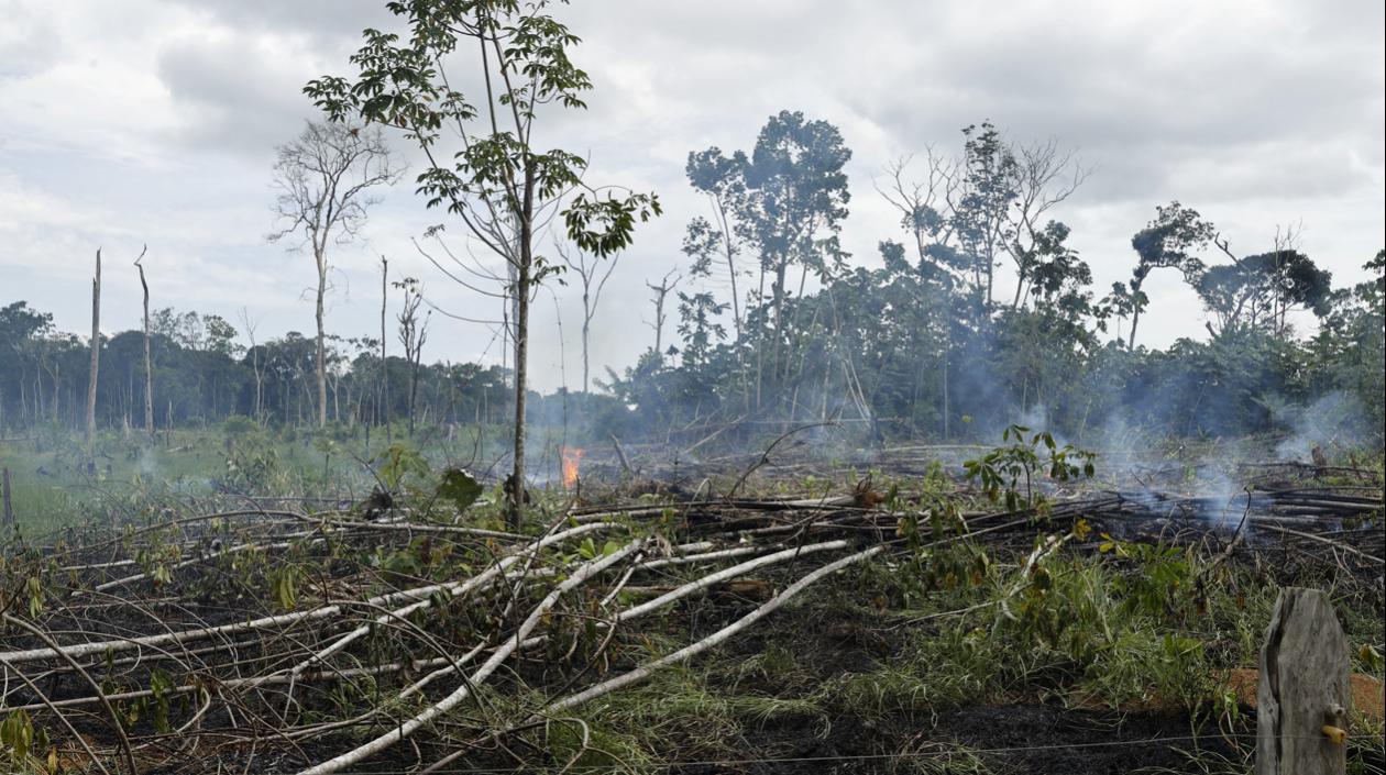 En 20 años deforestadas más de 3 millones de hectáreas de bosques en ...