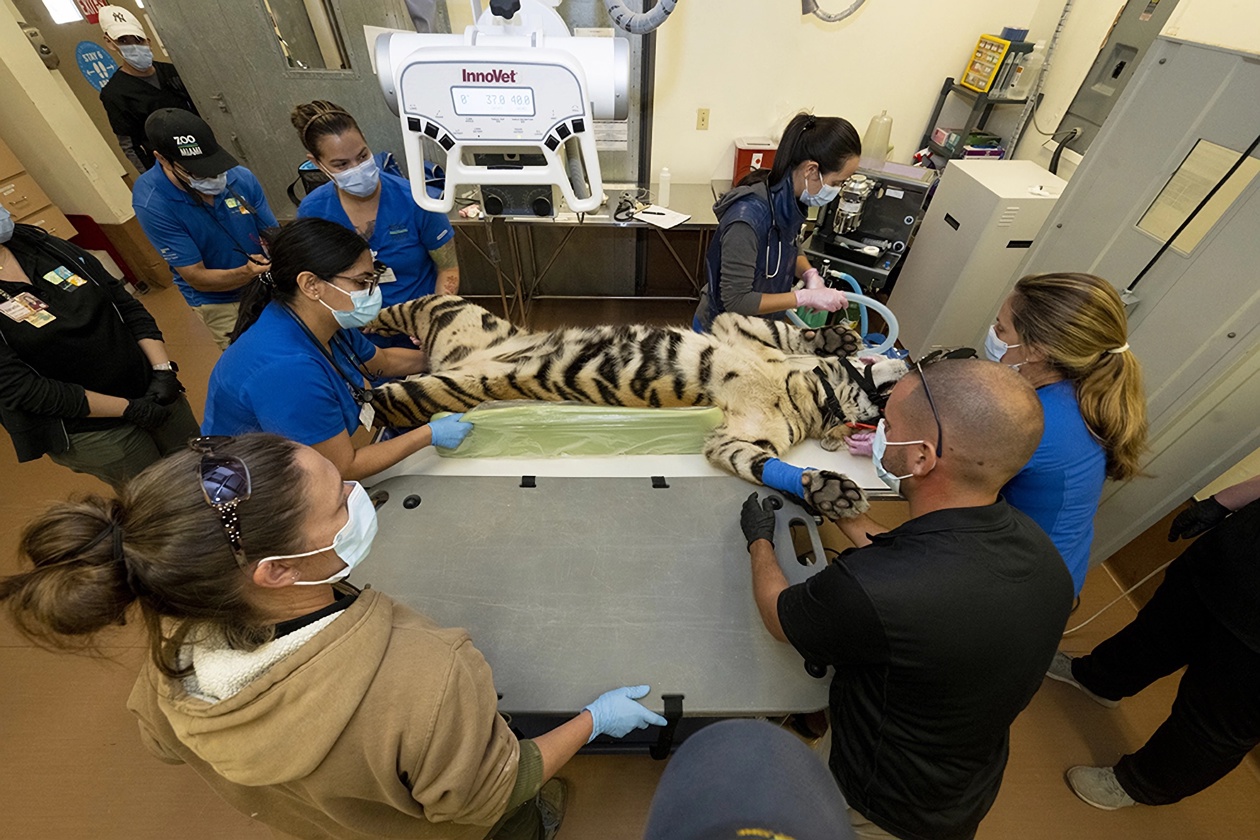 Especialista de la clínica de animales mientras someten a una tigresa de Sumatra a una revisión médica.