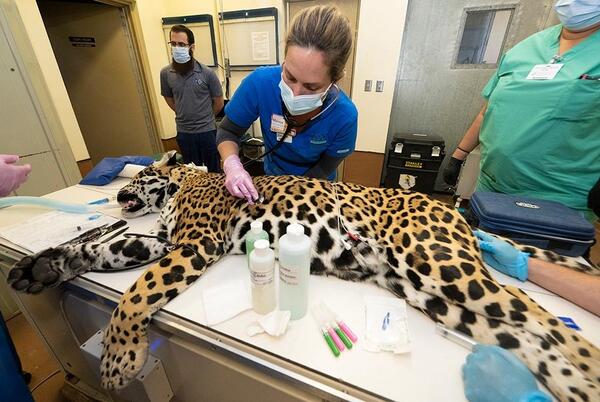 Un jaguar, de 18 años, durante una revisión médica en la clínica de animales en Miami, Estados Unidos.