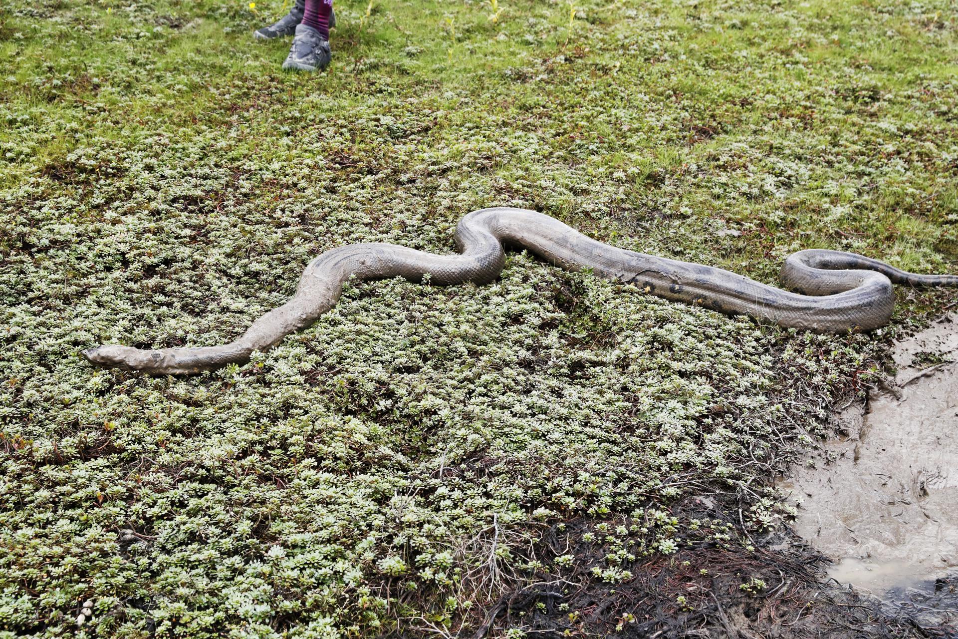 Anacondas en la reserva natural Hato La Aurora