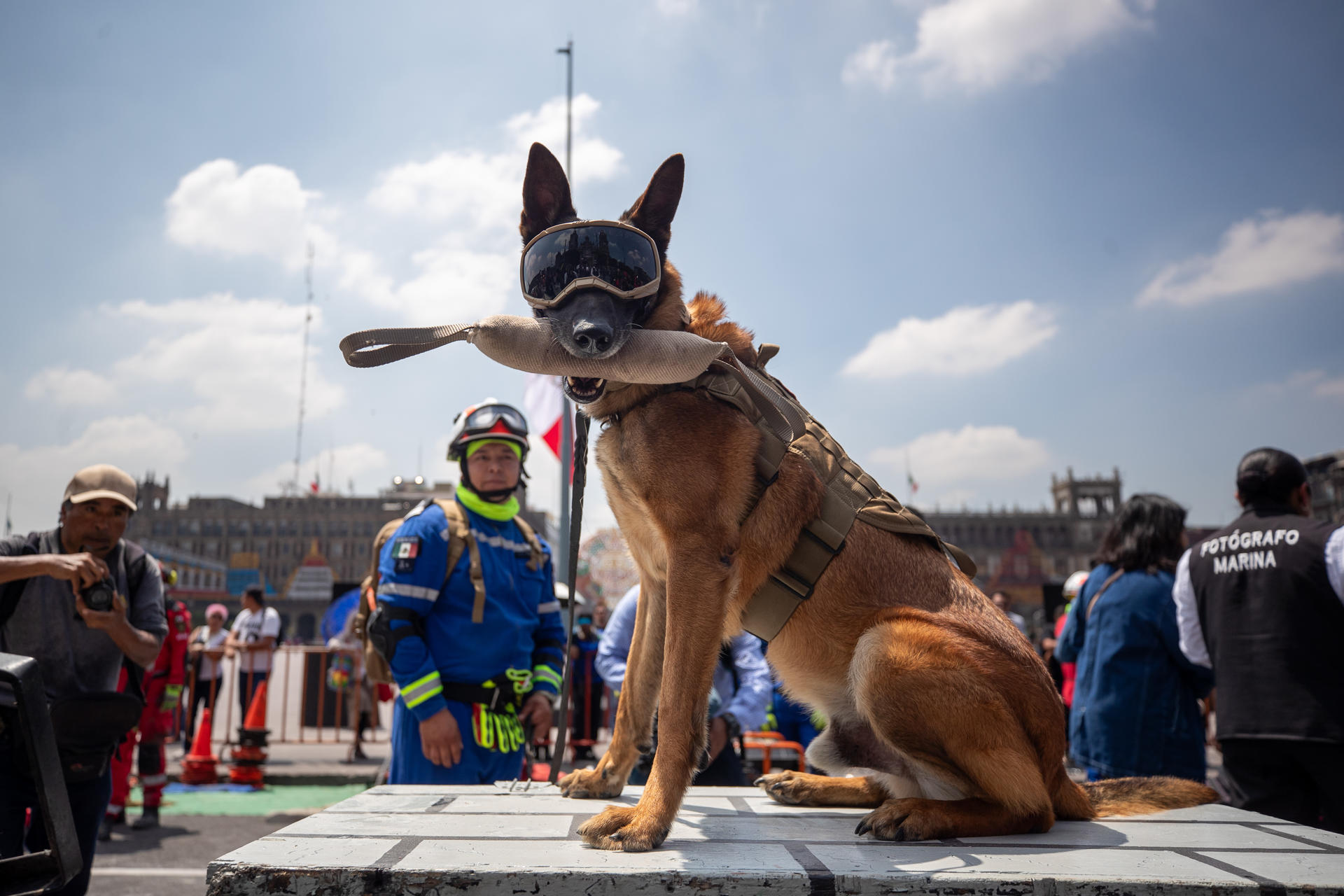 Caninos de la Marina y de la Cruz Roja Mexicana