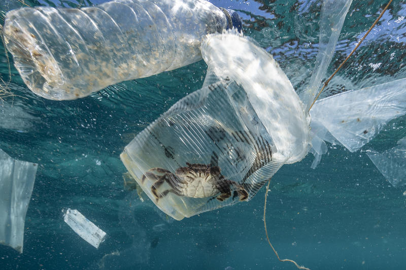 El plástico es una de las grandes amenazas de los océanos y sus especies