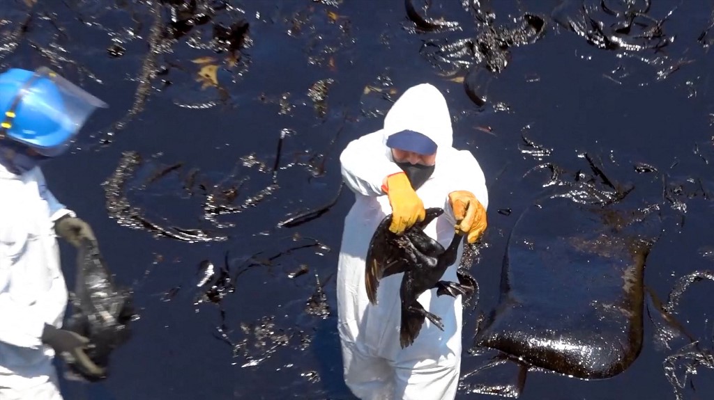 Trabajadores sostienen aves marinas cubiertas de petróleo oscuro en una playa peruana